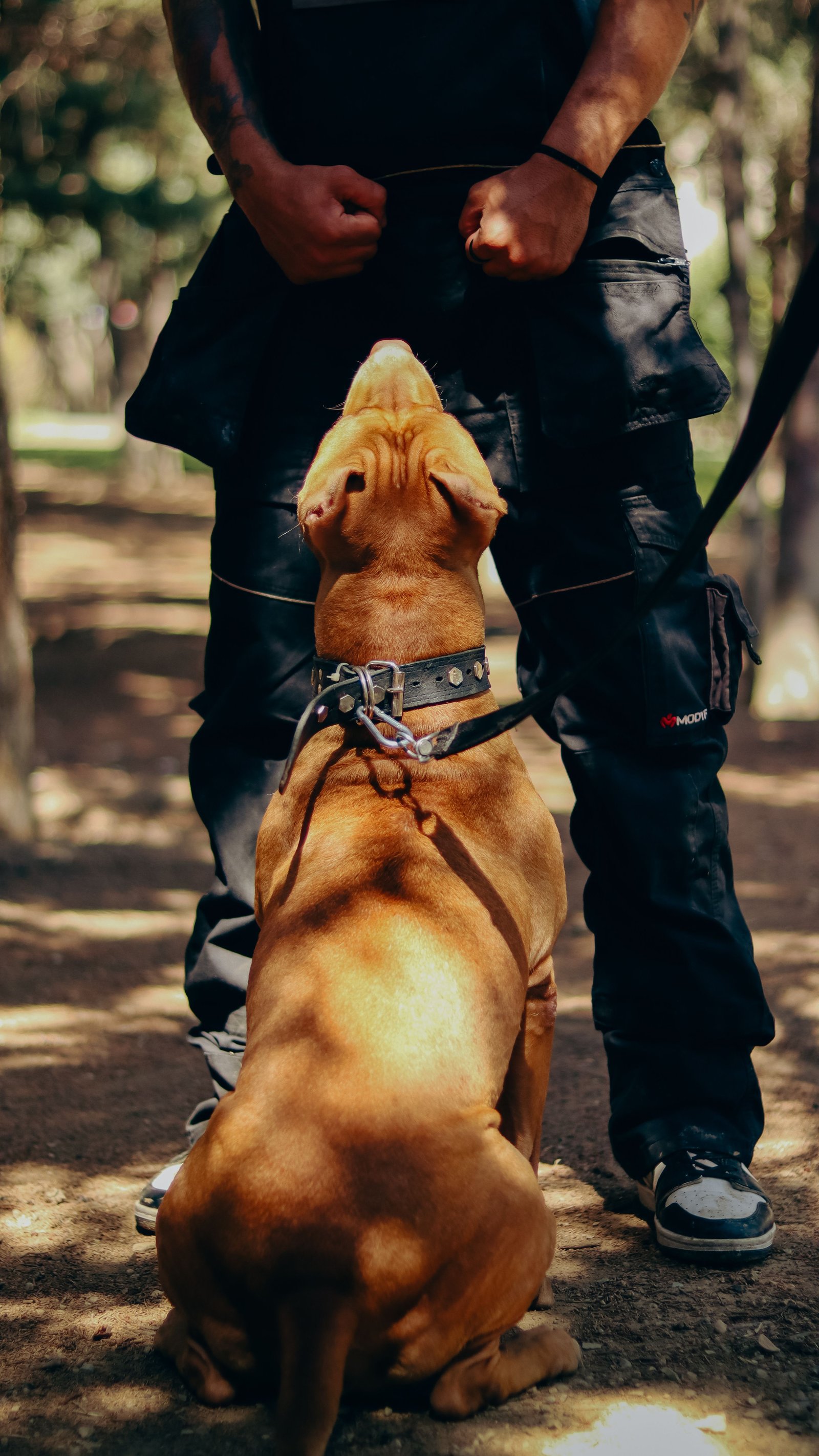 Adiestramiento Canino GEP